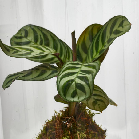 CALATHEA KOKEDAMA SUSPENDIDO