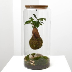 GINSENG KOKEDAMA SUSPENDIDO 