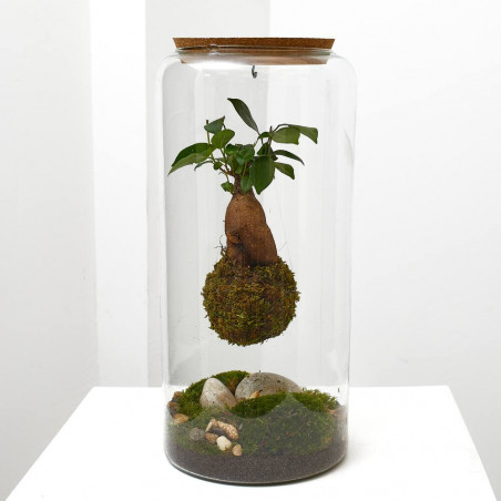 GINSENG KOKEDAMA SUSPENDIDO 