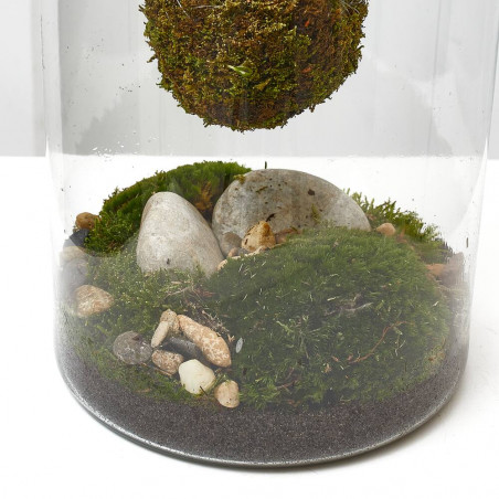 GINSENG KOKEDAMA SUSPENDIDO 