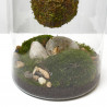 GINSENG KOKEDAMA SUSPENDIDO 