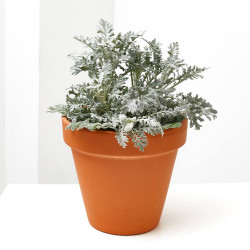 CINERARIA MARITIMA MACETA 13CM