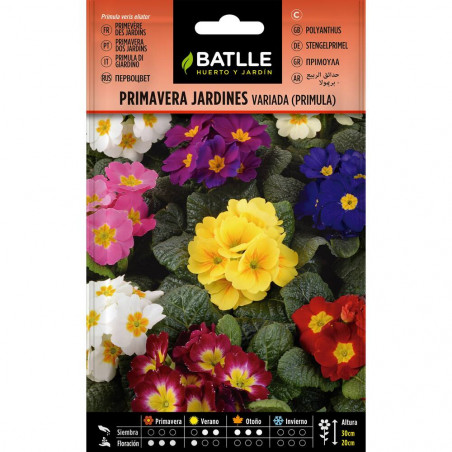 SEMILLAS PRIMULA VARIADA