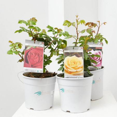 ROSAL GRANDIFLORA MACETA 3L