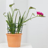 FREESIA  MACETA 3L