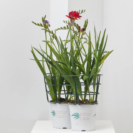 FREESIA  MACETA 3L