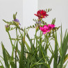 FREESIA  MACETA 3L