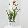 FREESIA  MACETA 3L