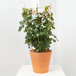 ROSAL MEILLAND ESPALDERA MACETA 3 LITROS