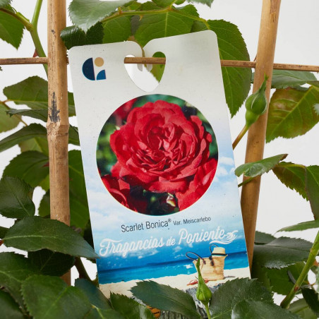 ROSAL MEILLAND ESPALDERA MACETA 3 LITROS