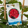 ROSAL MEILLAND ESPALDERA MACETA 3 LITROS
