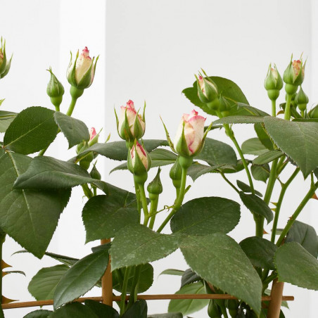 ROSAL MEILLAND ESPALDERA MACETA 3 LITROS