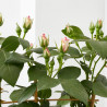 ROSAL MEILLAND ESPALDERA MACETA 3 LITROS
