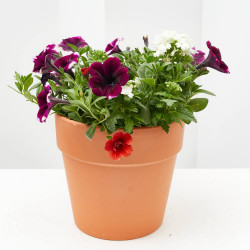 FLORES COMBINADAS MACETA 3 LITROS