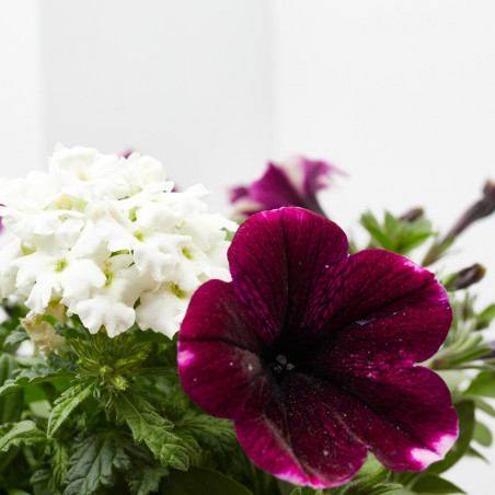 FLORES COMBINADAS MACETA 3 LITROS