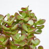 ÁRBOL DE JADE