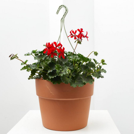 GERANIO COLGANTE TARRINA 22CM