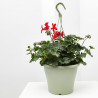 GERANIO COLGANTE TARRINA 22CM
