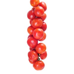 TOMATE COLGAR EN MACETA
