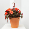 ALEGRÍA COLGADOR MACETA 22CM