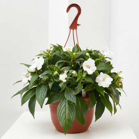 ALEGRÍA COLGADOR MACETA 22CM