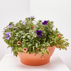 FLORES COMBINADAS TARRINA 25CM