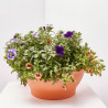 FLORES COMBINADAS TARRINA 25CM