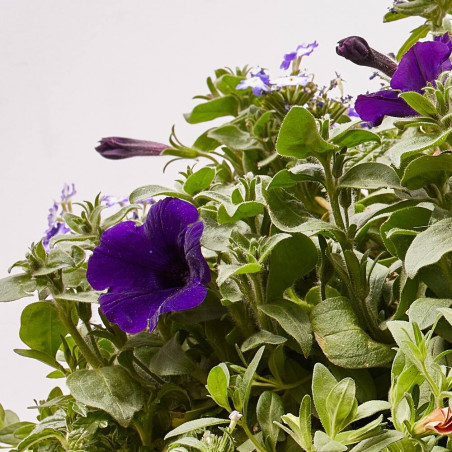 FLORES COMBINADAS TARRINA 25CM