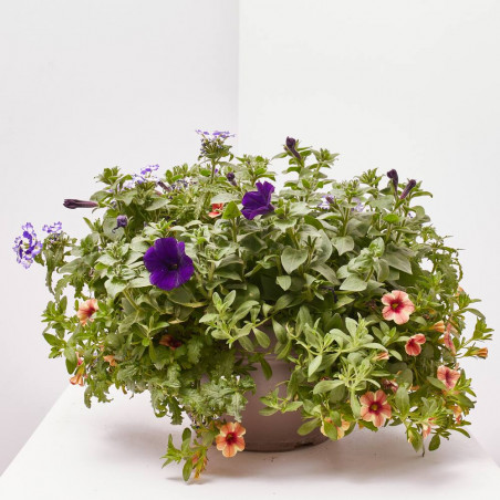 FLORES COMBINADAS TARRINA 25CM