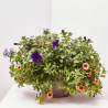 FLORES COMBINADAS TARRINA 25CM
