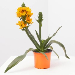 ORNITHOGALUM MACETA COLOR 13 CM