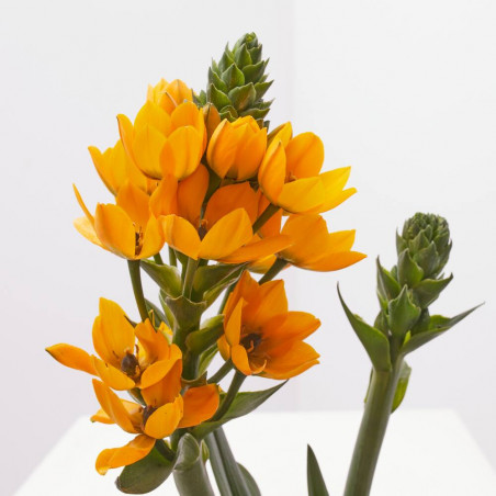 ORNITHOGALUM MACETA COLOR 13 CM