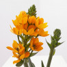 ORNITHOGALUM MACETA COLOR 13 CM