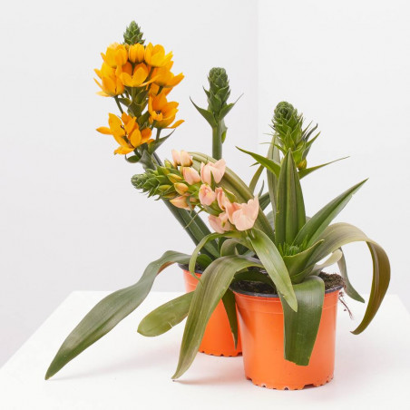 ORNITHOGALUM MACETA COLOR 13 CM
