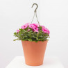 PETUNIA SWEETUNIA MACETA TARRINA 22CM COLGANTE