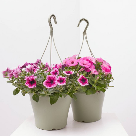 PETUNIA SWEETUNIA MACETA TARRINA 22CM COLGANTE