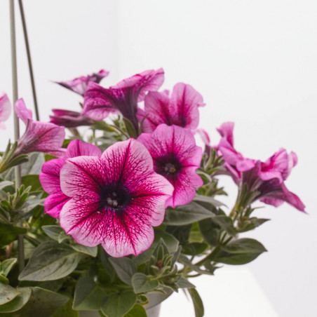 PETUNIA SWEETUNIA MACETA TARRINA 22CM COLGANTE