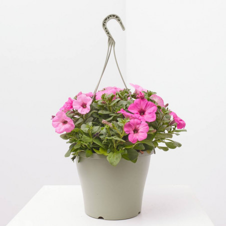 PETUNIA SWEETUNIA MACETA TARRINA 22CM COLGANTE