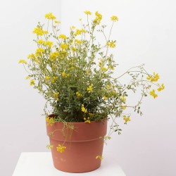 CORONILLA MACETA 5L