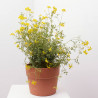 CORONILLA MACETA 5L