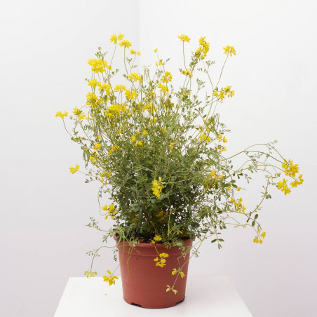 CORONILLA MACETA 5L
