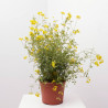 CORONILLA MACETA 5L