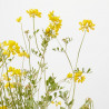 CORONILLA MACETA 5L