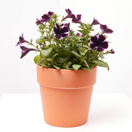 PETUNIA MARVELUS MACETA 13CM