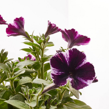 PETUNIA MARVELUS MACETA 13CM