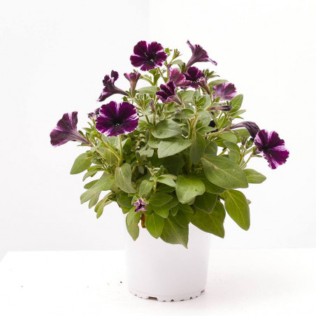 PETUNIA MARVELUS MACETA 13CM