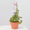 IPOMOEA MACETA 13CM