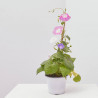 IPOMOEA MACETA 13CM