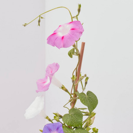 IPOMOEA MACETA 13CM
