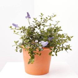 CEANOTHUS MACETA 3L